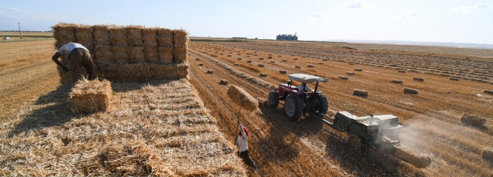 Wheat Imports Drop 40% as Local Purchases Rise 60%