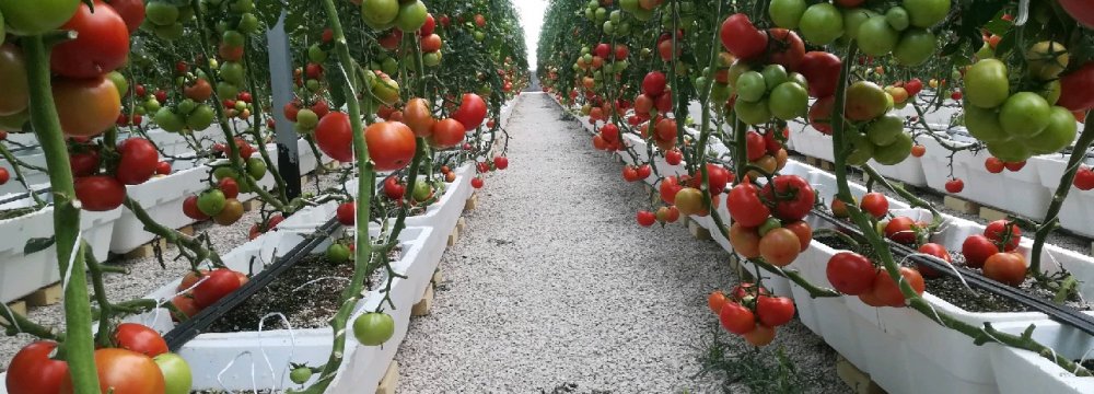 New Tech Solutions to Make Greenhouse Farming More Convenient and Efficient