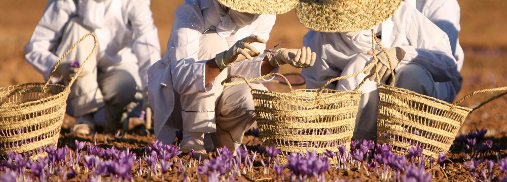 Iran: Startup Easing Saffron Farmers’ Market Access
