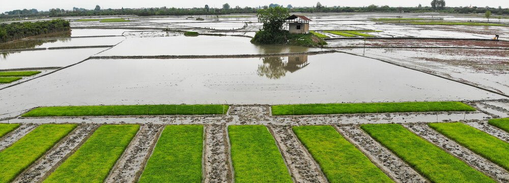 Restrictions on Rice Cultivation Lifted Amid High Rainfall