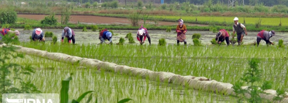 Agriculture Ministry Launches Contract-Based Rice Production
