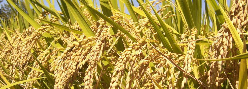 India to Resume Rice Exports