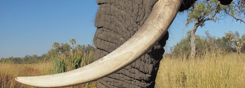 China Bans Ivory Imports