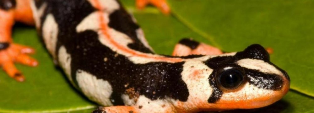 Endangered &#039;Luristan Newt&#039; to See More Protection   