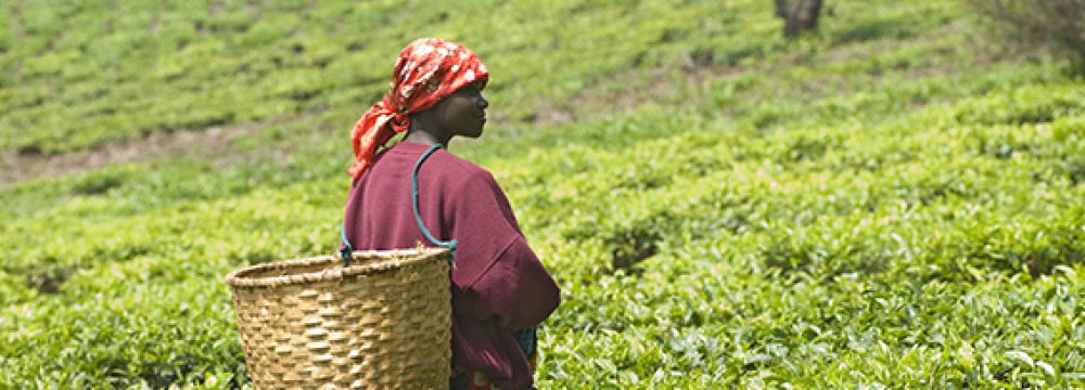 Foreign Firms Buying  Africa’s Fertile Land