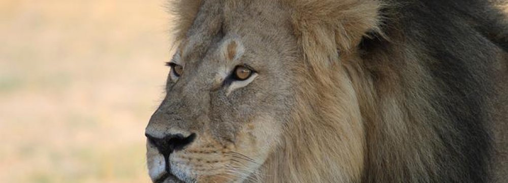 Major US Airlines Ban Hunting Trophies Shipment