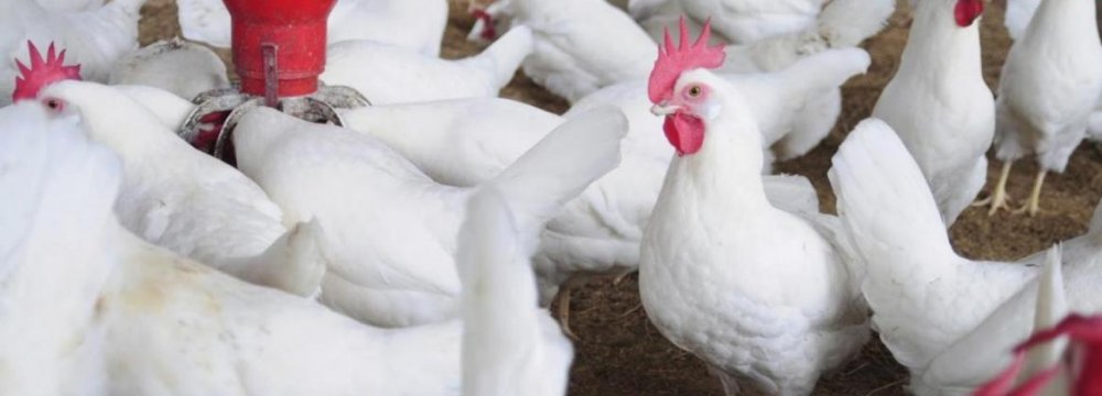 Chicken Exports to Iraq Continue