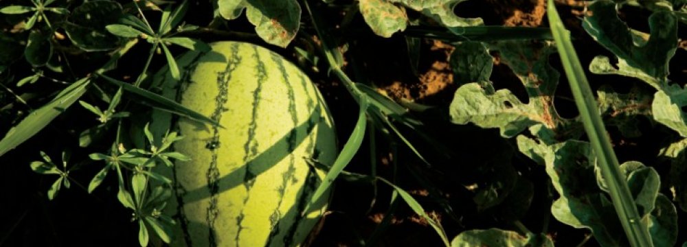 Watermelon Exports “Unfeasible”