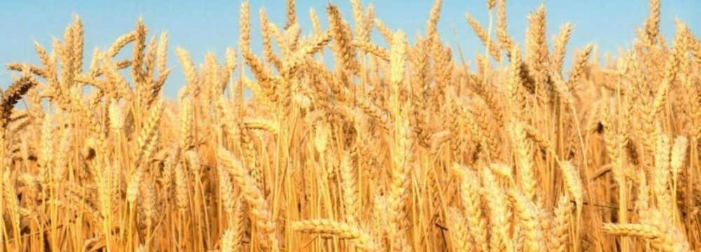 Wheat Self-Sufficiency on Target