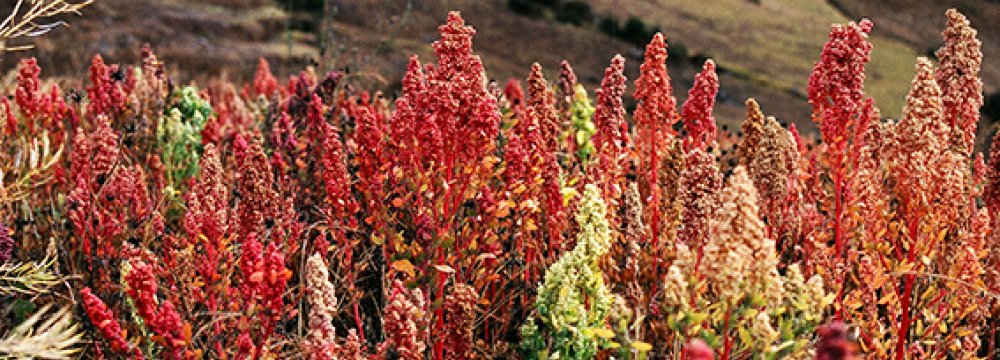 Collaboration With FAO to Cultivate Quinoa