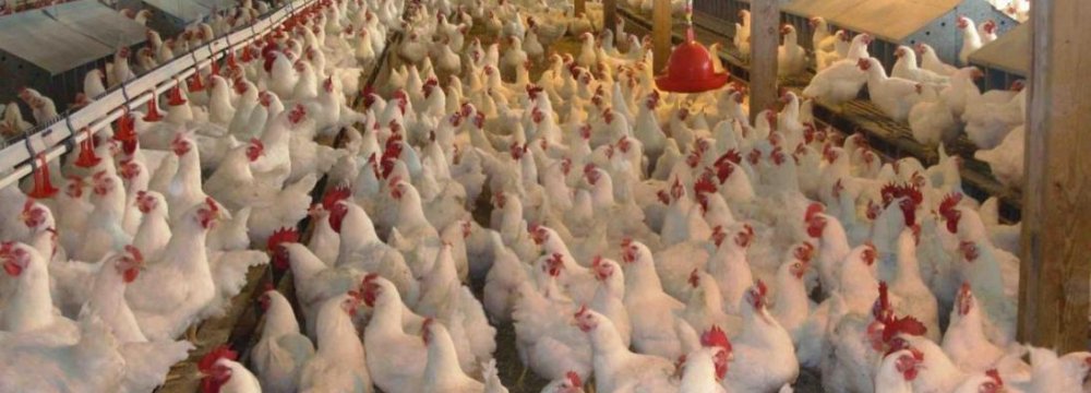 Chicken Exports to Rise