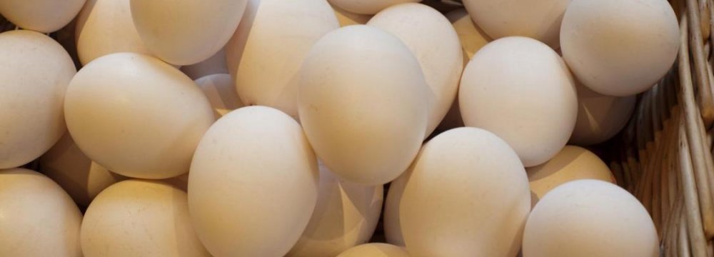 Daily Egg Exports at 300 Tons