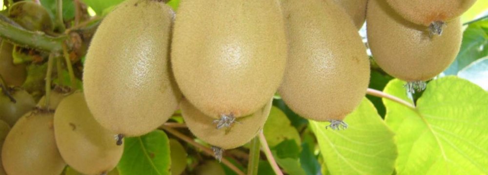 Kiwifruit’s Rise to Prominence