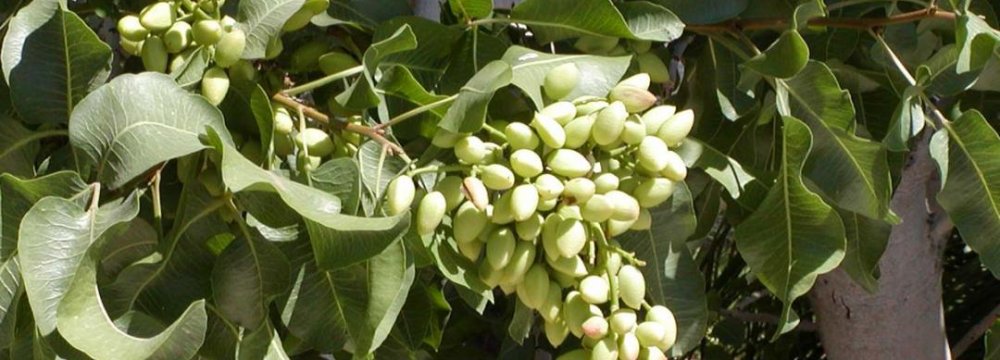 Unripe Pistachio: Delicacy Grown in the Heart of Iran