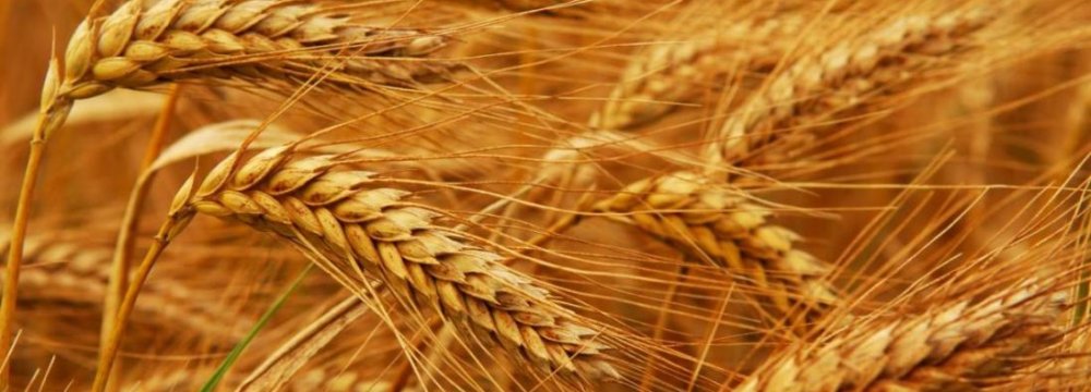 Wheat Production Meets 85% of Domestic Need