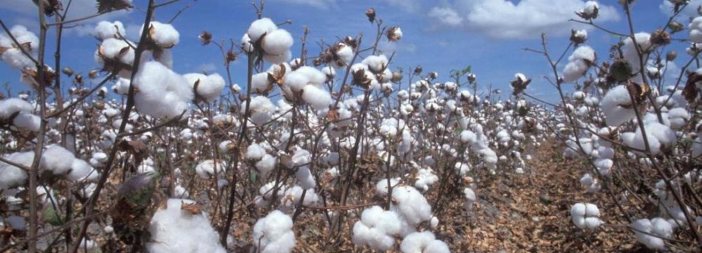 Cotton Farms Shrink