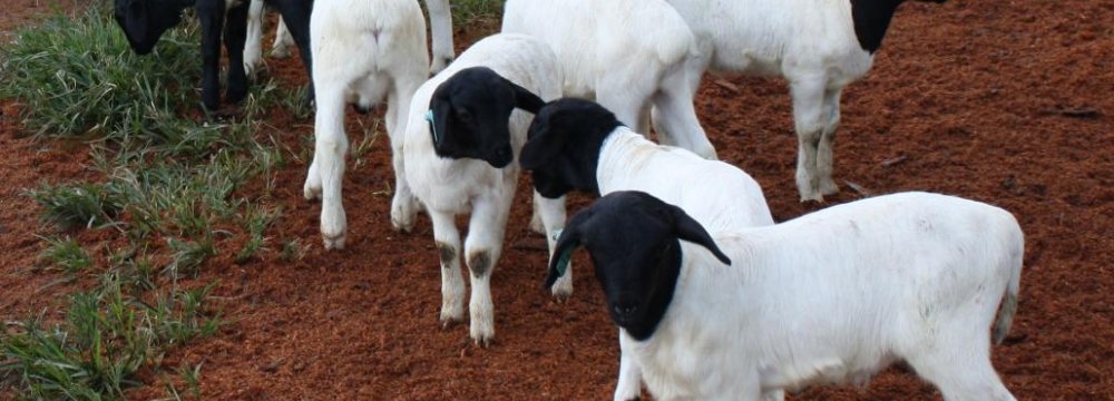 Livestock Imports Banned