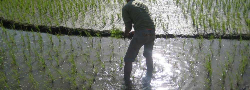 Rice Farming With Ease