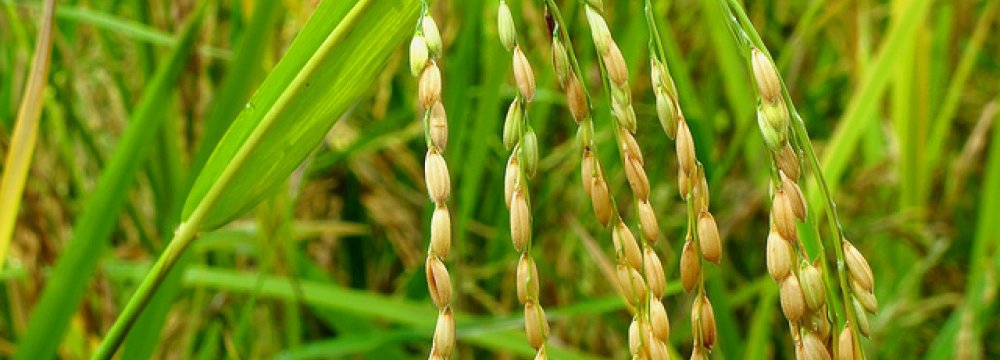 Rice Import Tariffs Jump to 40%