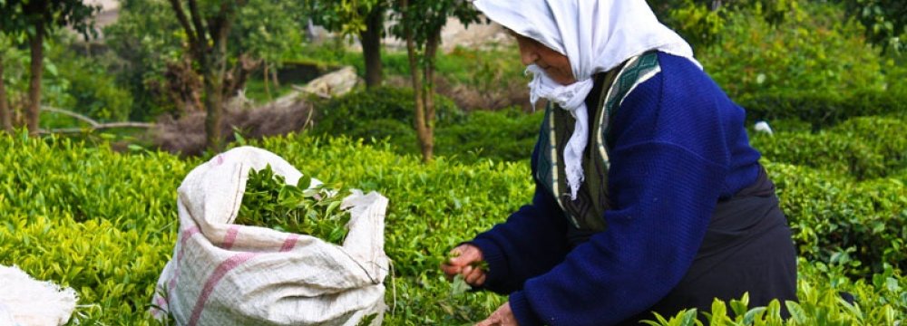 Tea Imports High