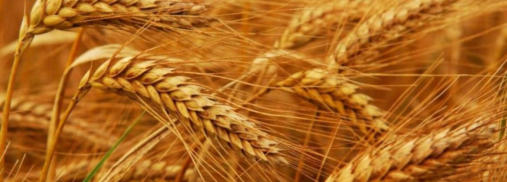 Wheat Import Banned