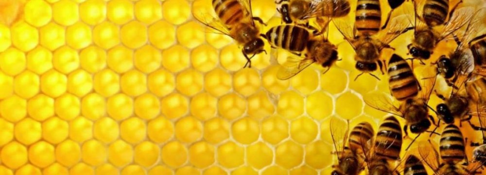 World’s 7th Biggest Honey Producer