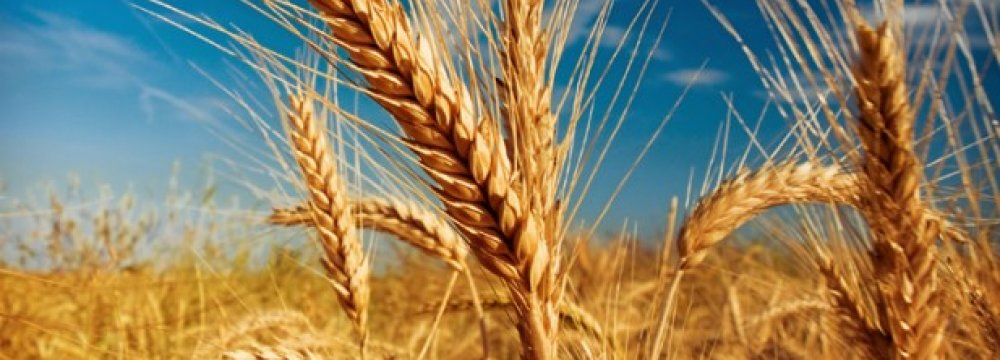 Gov’t Wheat Purchase