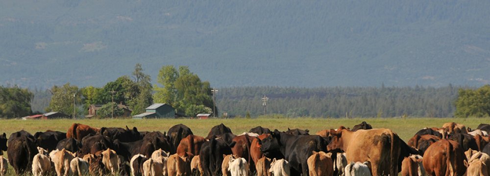 Livestock Exports