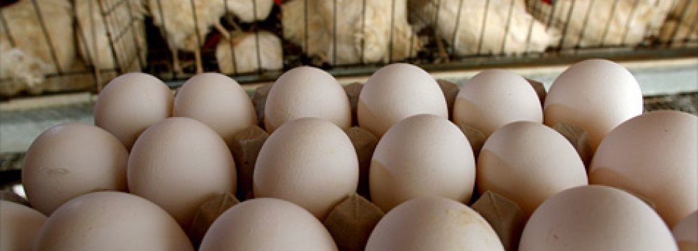 Chicken, Eggs Exports to Iraq, Afghanistan Resume