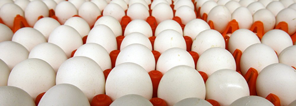 Egg Exports at 800 Tons a Day