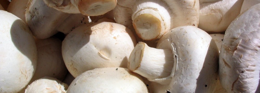 No Letup in Mushroom Exports