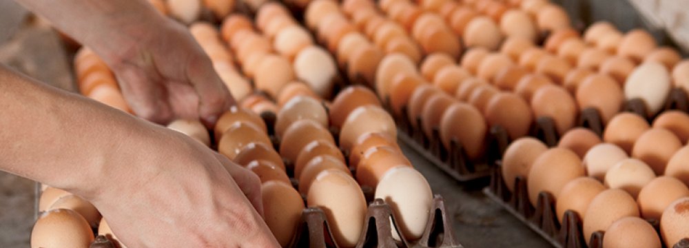 Chicken, Egg Export to Russia “Uneconomical”