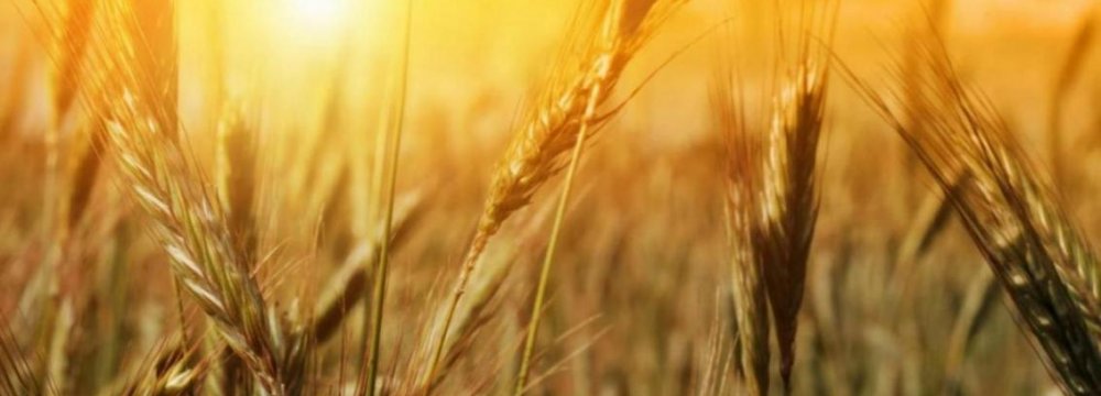 Report Predicts Agriculture Growth  
