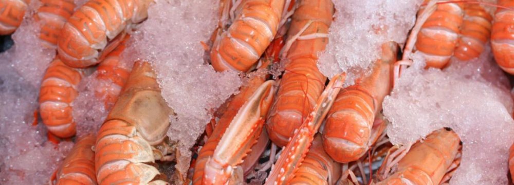  Russia to Import Iranian Shrimp