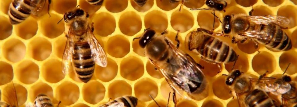 Honey Harvest Hurt  by Inaccurate Data 