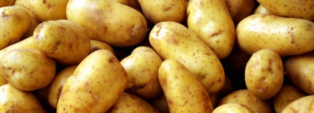 Potato Exports