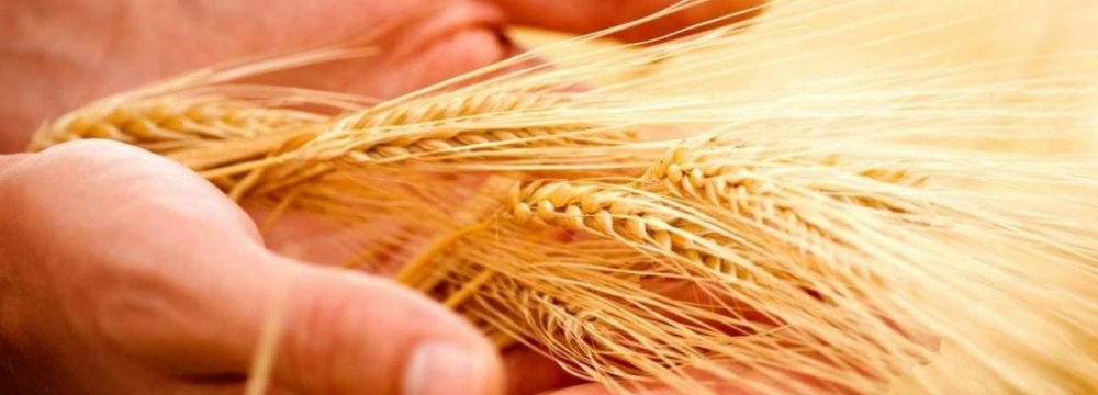 Gov’t Buys Wheat at Guaranteed Prices