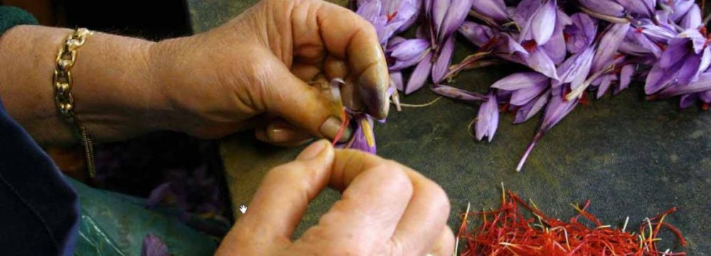  Saffron Exports Rise