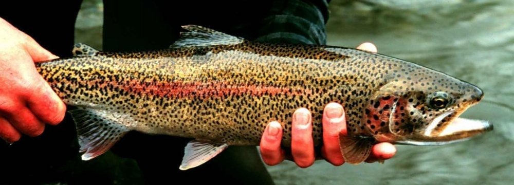 Exporting Trout to Russia