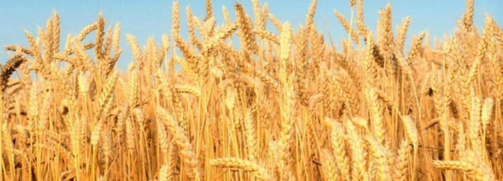 Iran Imports More Wheat