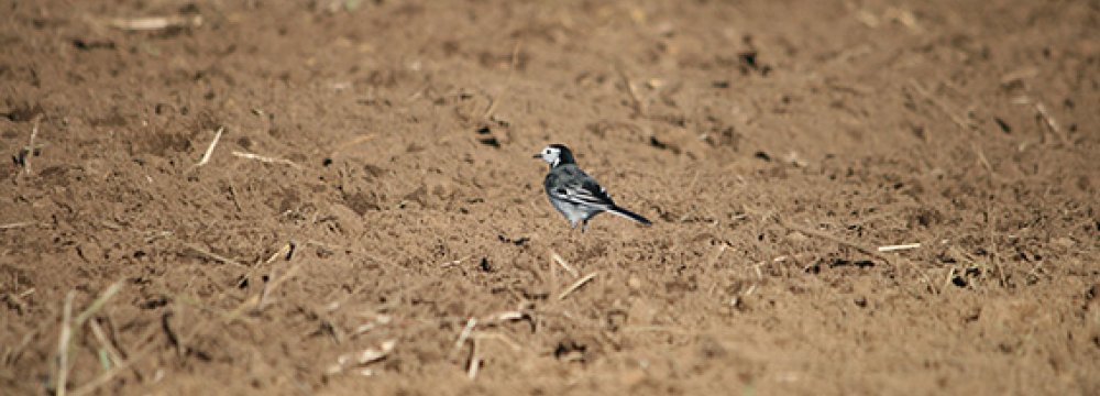 Water Crisis Choking Isfahan Agriculture