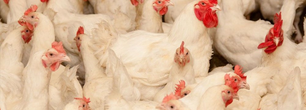 Poultry Exports to Russia
