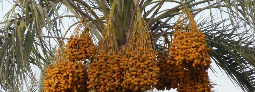 Date Palms Could Vanish in 2 Years