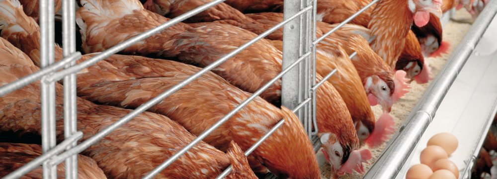 Ban on New Poultry Farms