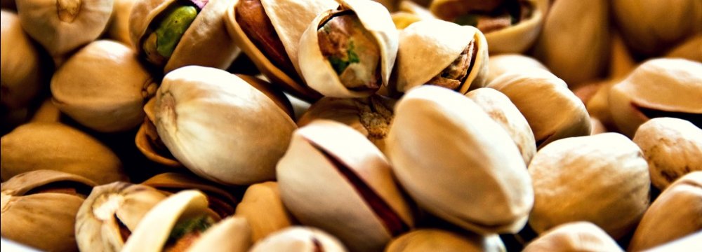 Bumper Pistachio Harvest This Year