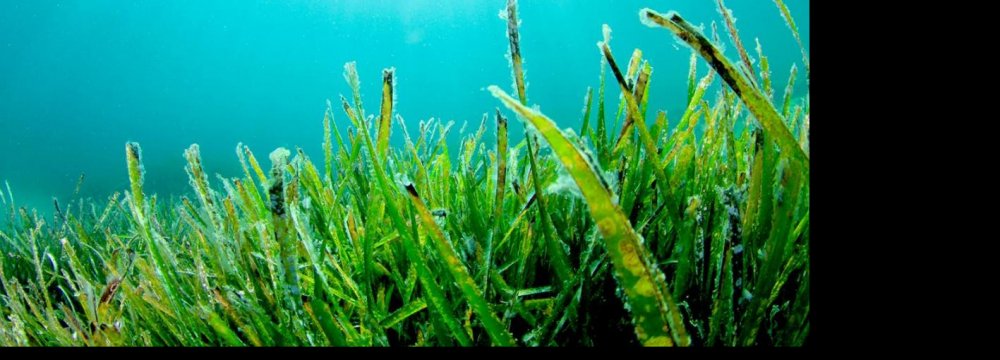Call for Developing  Seaweed Farming