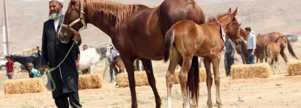 Horse Industry Affected by Irregular Imports