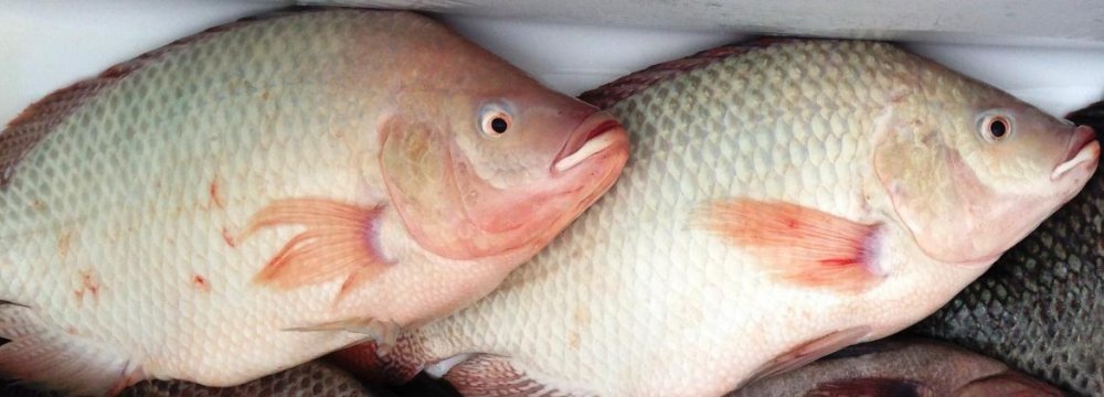 Tilapia Imports Up 235%