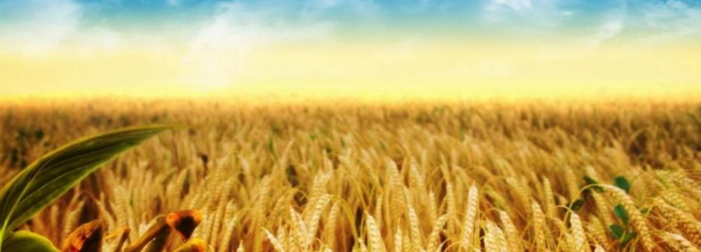 Rising Wheat Imports