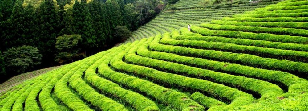 33% Rise in Tea Production